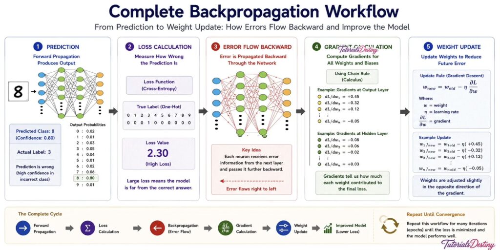 Complete Backpropagation Workflow
